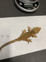 41g male red dalm 2 .jpg