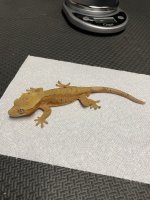 35g male red:orange dalm.jpg
