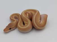 banana mojave g stripe 1.jpg