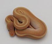 banana mojave g stripe 2.jpg