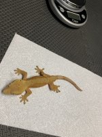36g male red:orange dalm 2.jpg