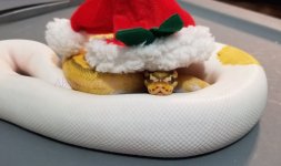 cpsantahat2.jpg