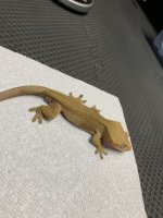 36g male red clean 1.jpg