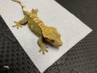 50g female harly .jpg