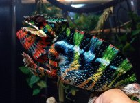 kammer Sire ampiosongo-fantatra.jpg