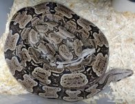 thumbnail (11).jpg