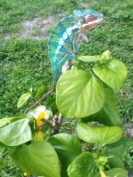 IMG_20200623_202735.jpg