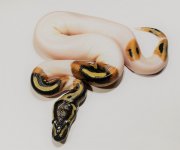 Pied Male 1.jpg
