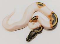 Pied Male 2.jpg