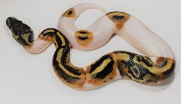 Pied Male 3 (Slight Paradox).jpg