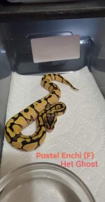 Pastel Ench F Het Ghost.jpg