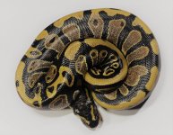 Het Pied Female 1.jpg