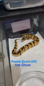 Pastel Enchi M Het Ghost.jpg