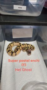 Super Pastel Enchi F Het Ghost.jpg