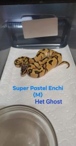 Super Pastel Enchi M Het Ghost.jpg