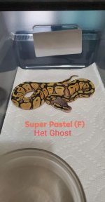 Super Pastel F Het Ghost.jpg