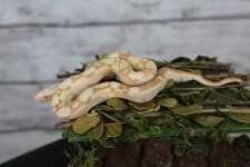 IMG_7954.jpg