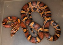 1.0 '19 Love Okeetee 28g .jpg