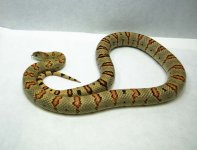 RobsReptiles1-3.jpg