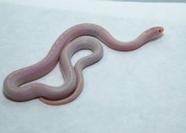 RobsReptiles6-5.jpg