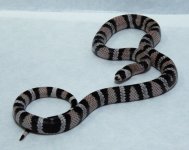 RobsReptiles8-3.jpg