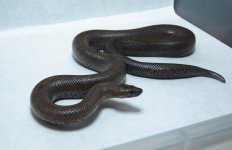 RobsReptiles11-3.jpg