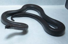 RobsReptiles12-1.jpg