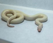 RobsReptiles16-1.jpg