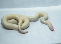 RobsReptiles16-3.jpg