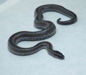 RobsReptiles13-3.jpg