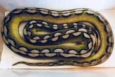 0.1 2014 Dwarf Super Sunfire Motley Tiger 100% het Albino.jpg