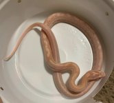 0D1951E7-DDFD-4964-82FA-346C8504BD9A.jpeg