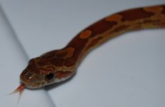 DSC_0060.jpg