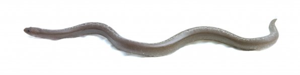 TNS_3417_mecury.jpg
