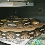 tiger retic.jpg