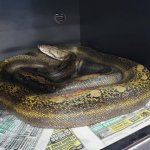 sunfire retic.jpg