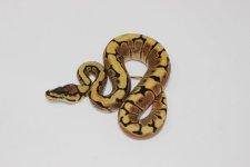 FireSpiderBP Baby 01.jpg