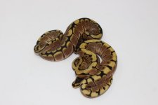 FireSpiderBP Baby 02.jpg
