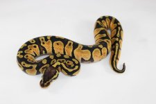 Female Pastel BP.jpg