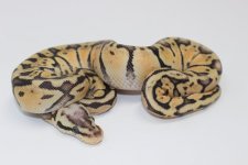 SuperPastelBP Baby 02.jpg