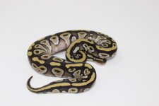 MojaveBP Baby 01.jpg