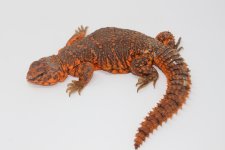 Red Niger Uromastyx male 2.jpg