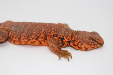 Red Niger Uromastyx Male Body.jpg