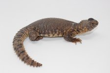Red Niger Uromastyx Female 1.jpg