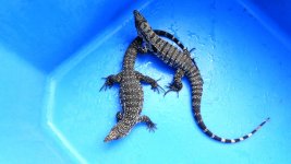 Pair 65 fem is fb enc dk 5   a.jpg