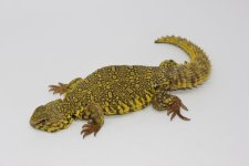 Yellow NIgerian Uromastyx male 2.jpg