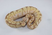 BananaSpiderBP Baby 01.jpg