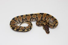 Yellowbelly Ball Python Baby.jpg