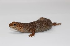 Gidgee Skink3.jpg