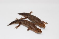 Gidgee SKink 6.jpg